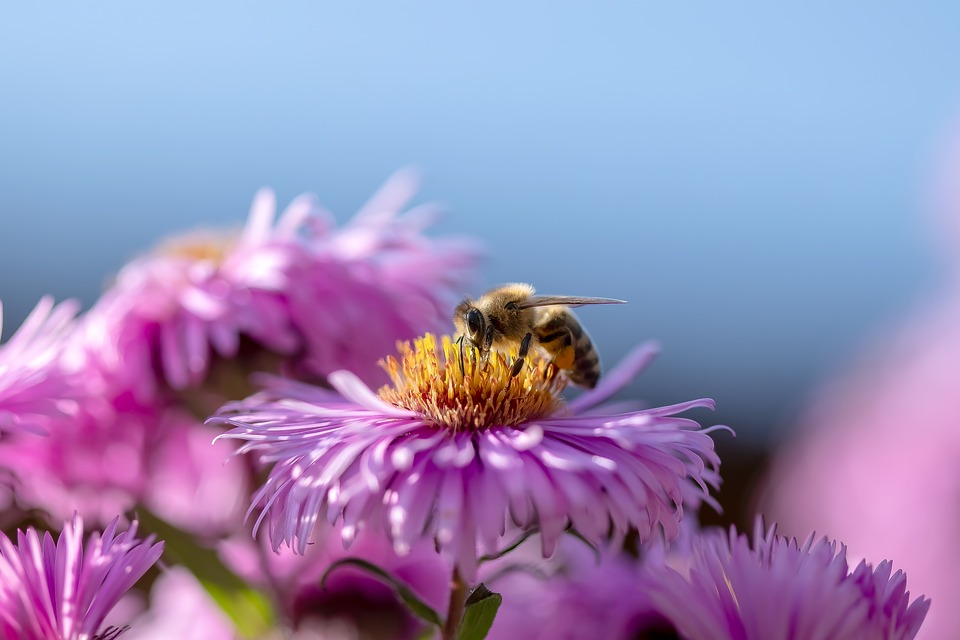 biodiversité_matthieu_orphellin